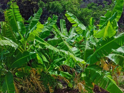 Bush Banana