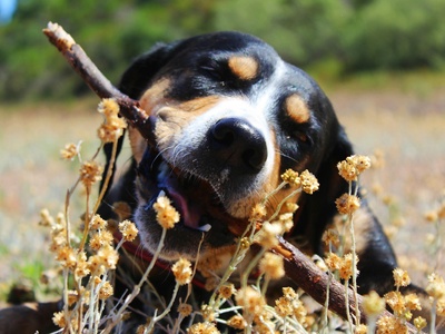 Bush dog