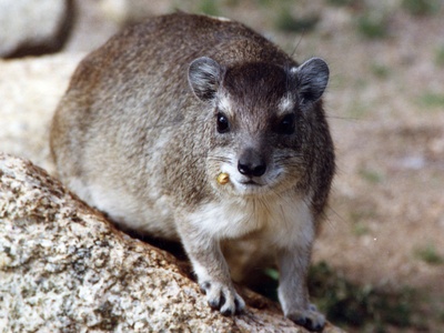 Bush Hyrax