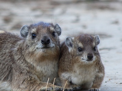 Bush hyrax