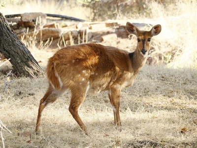 Bushbuck