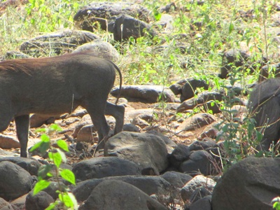 Bushpig