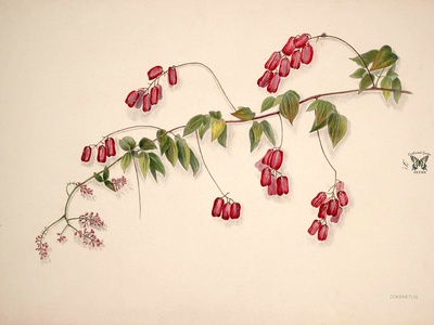 Bushwillow