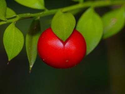 Butcher's Broom