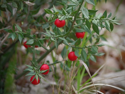 Butcher's Broom