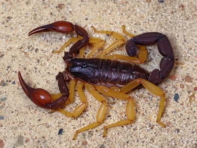 Buthus scorpion complex