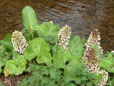 Butterbur