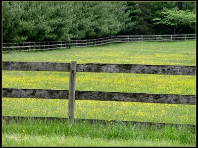 Buttercup
