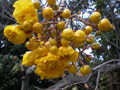 Buttercup tree