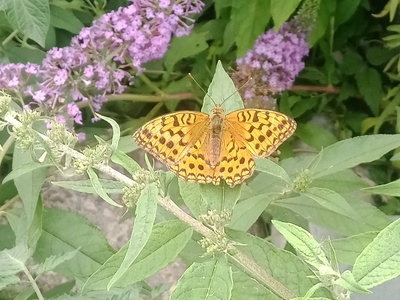 Butterfly bush