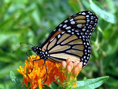 Butterfly weed