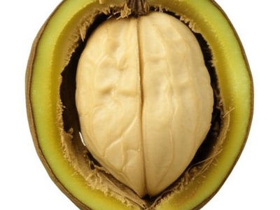 Butternut