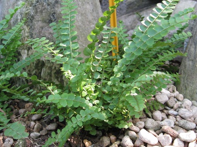 Button Fern