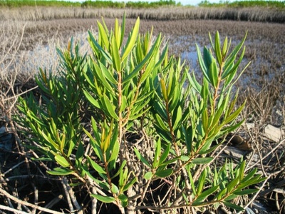 Buttonwood