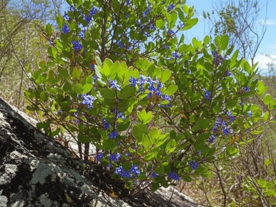 Bwa Kalou