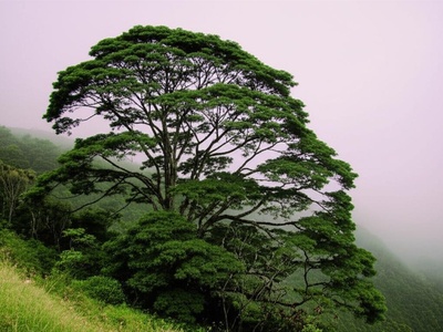Bwa Kannel