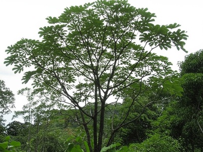 Bwa Kasan