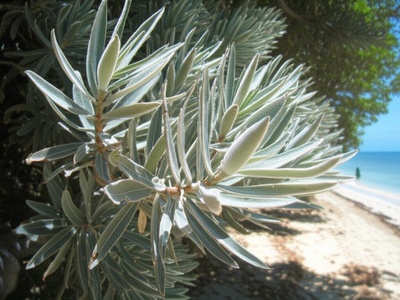 Bwa Koray