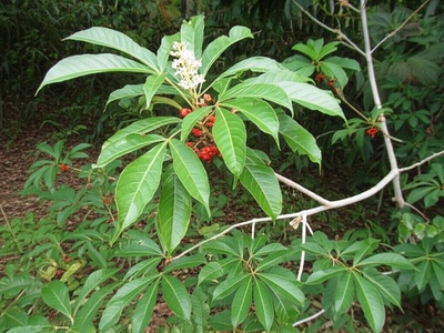 Bwa Koulev