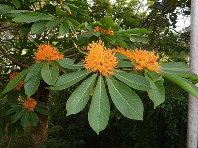 Bwa Malgash
