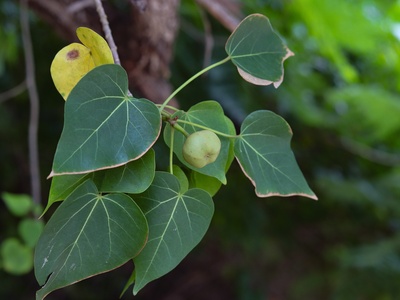 Bwa Mapou
