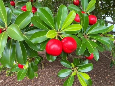 Bwa Maré