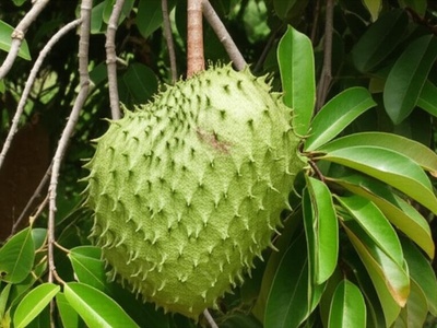 Bwa Zako