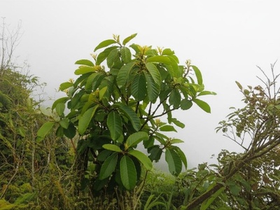 Bwa Zoliker