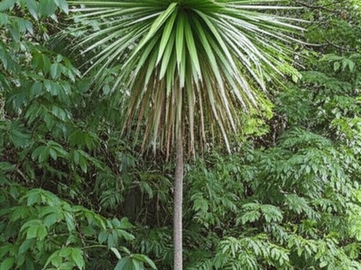 Bwa Zonn