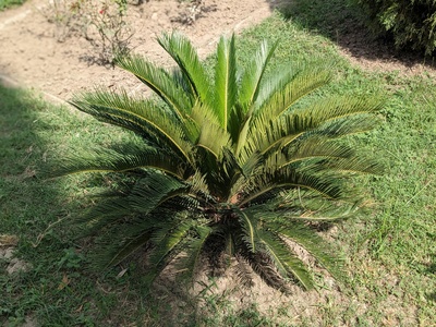 Cabbage Palm