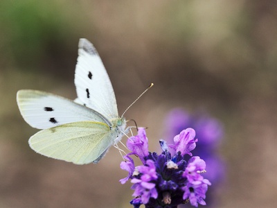 Cabbage White Butterfly