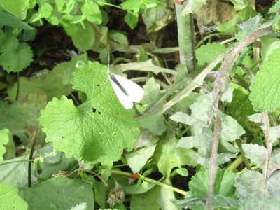 Cabbage White Butterfly