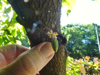 Cacao