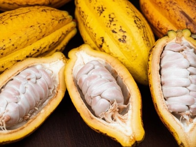 Cacao pulp (eaten fresh)