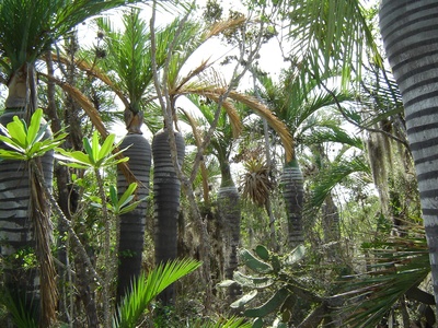 Cacheo Palm