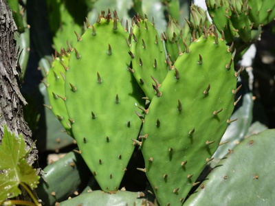 Cactus de la sierra