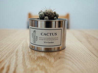 Caguey Cactus