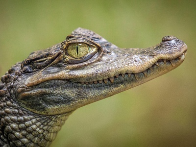 Caiman