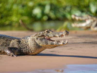 Caiman