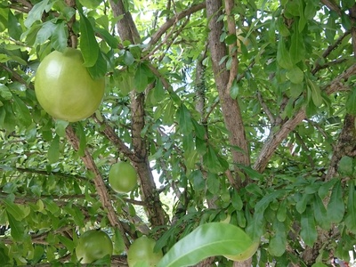 Calabash Tree