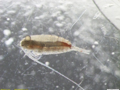 Calanus copepod