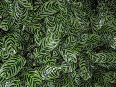Calathea