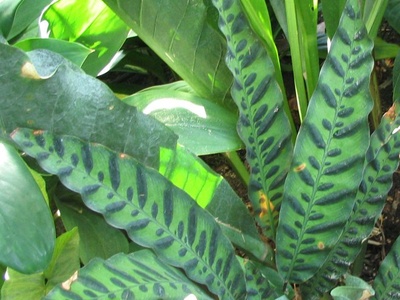 Calathea 'Rattlesnake'
