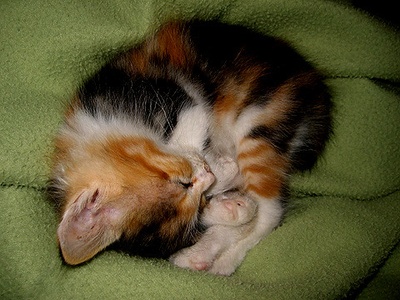 Calico Kitten