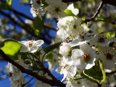 Callery Pear