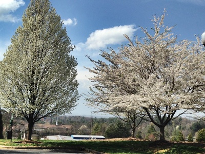 Callery pear (Bradford pear)
