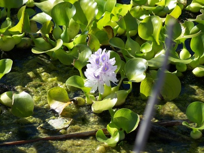 Camalote