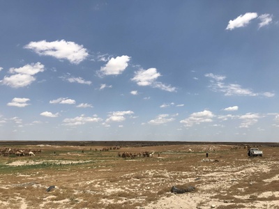 Camel