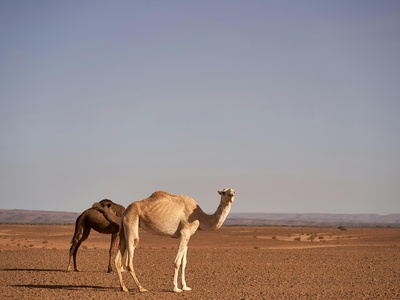 Camel (Dromedary)