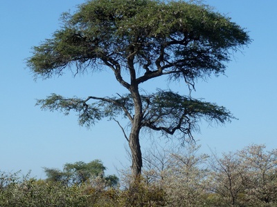 Camel Thorn